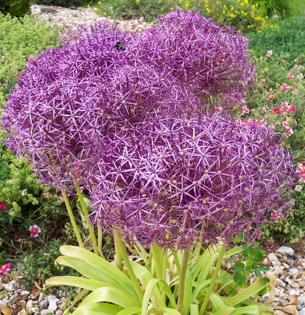 Allium cristophii 